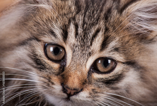 Portrait cat close up