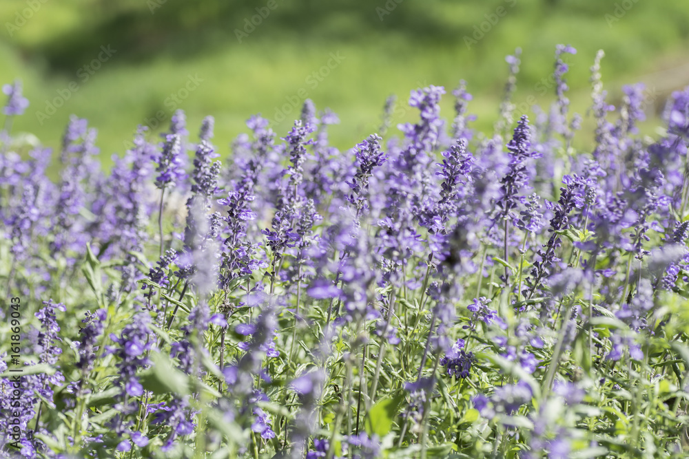 Obraz premium Lavender field
