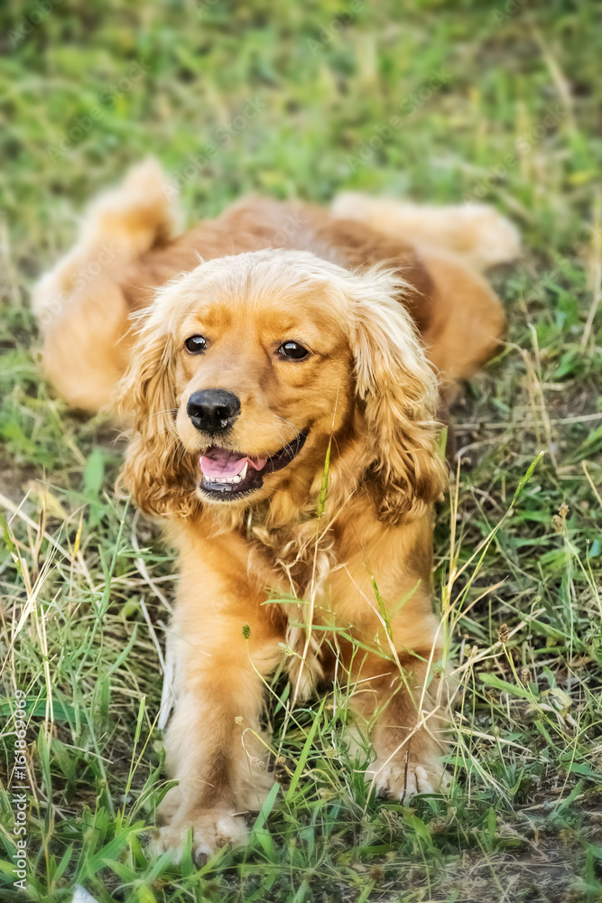 Portrait of a beautiful red dog purebred english cocker spaniel lying on grass at sunner day