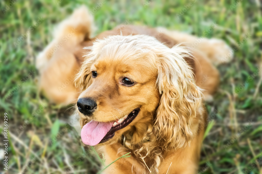 Cute dog english cocker spaniel lying on grass at sunner day Cute dog english cocker spaniel lying on grass at sunner day