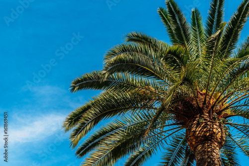 Green Palm Trees On Blue Sky