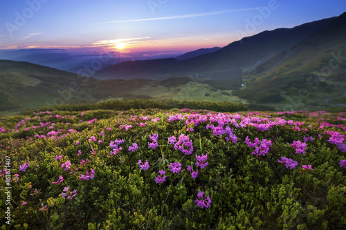 Majestic mountain sunset landscape with purple sky view and Rhododendron flowers