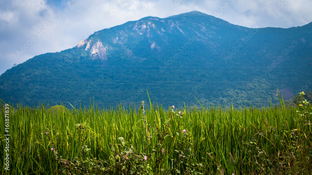 Obraz premium rice growing 