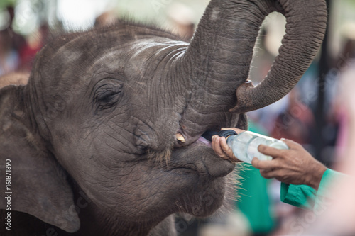 elephant feeding photo