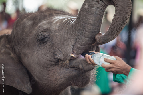 Fotografie elephant feeding