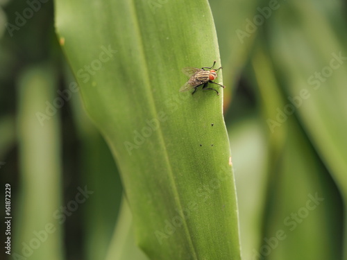 fly on green leaf, small life in garden