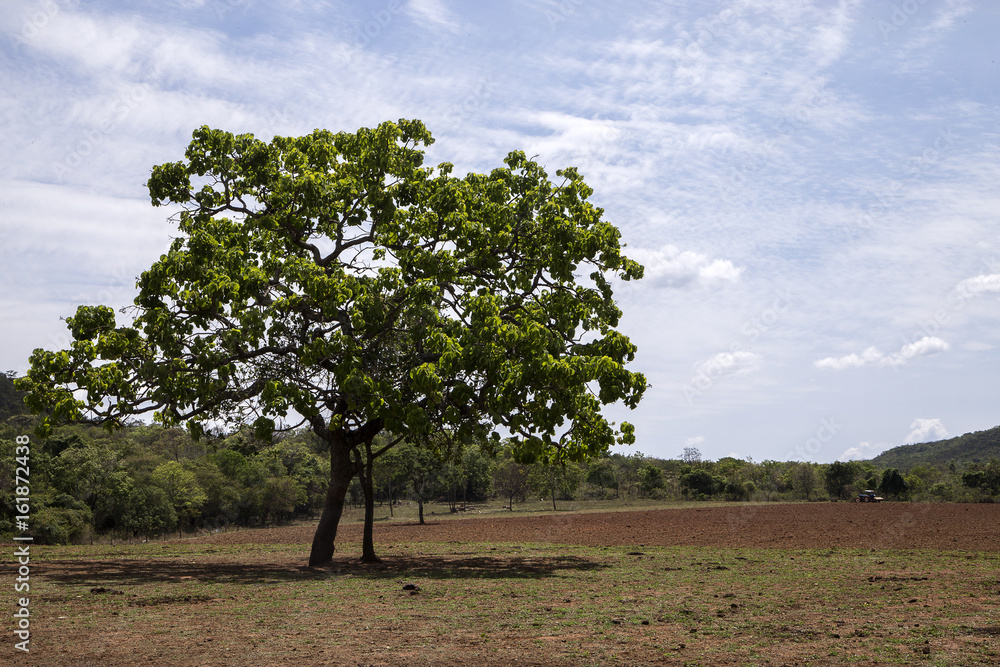 Paisagem rural