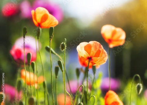 Fototapeta Naklejka Na Ścianę i Meble -  Vibrant poppy flowers in bright sunshine