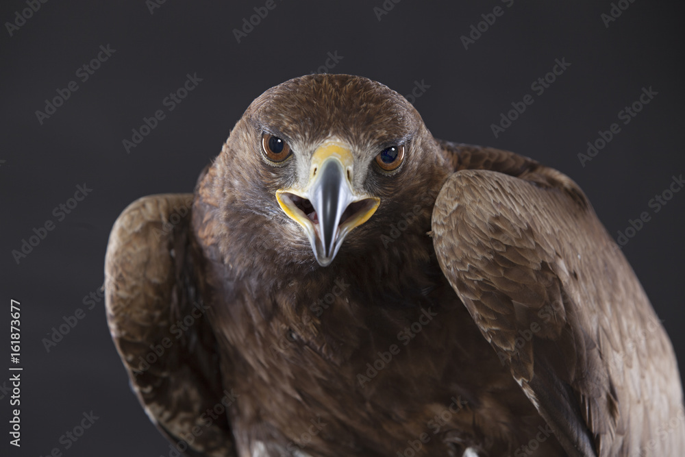 Fototapeta premium Steinadler frontal als Studioaufnahme
