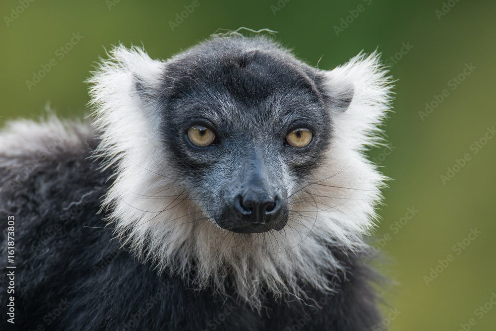 Obraz premium Portrait of black and white ruffed lemur at smooth background