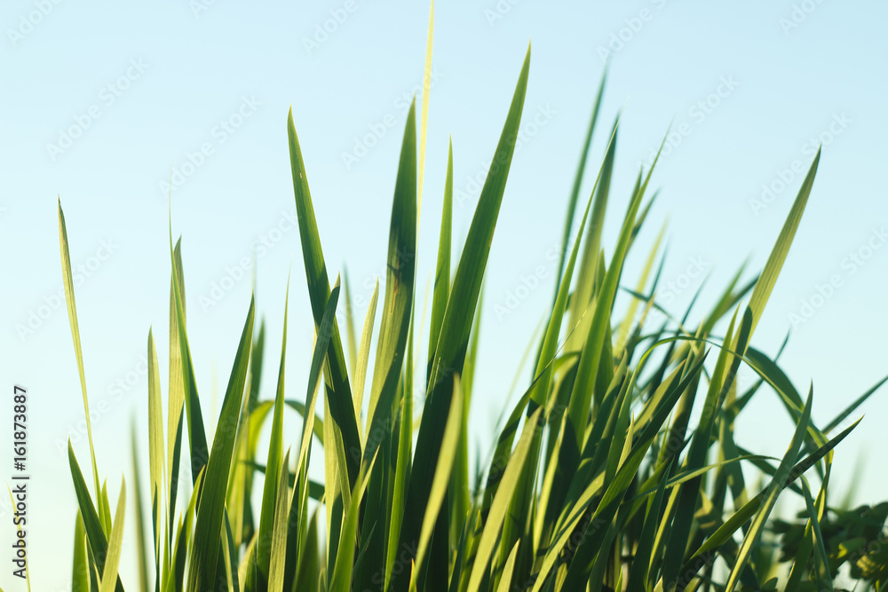 Blades of grass against blue sky Blades of grass against blue sky