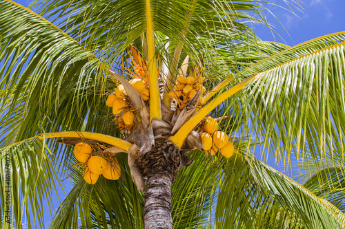 Coconuts palm tree perspective view from floor high up