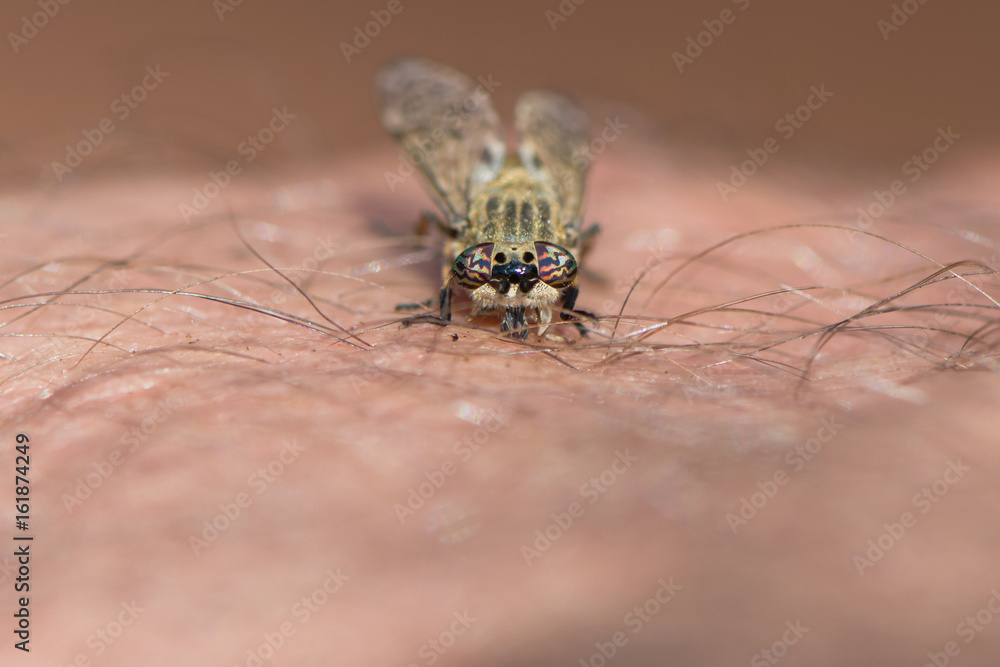 Horsefly biting human skin. Notchhorned Cleg or cleg fly (Haematopota pluvialis) piercing man's