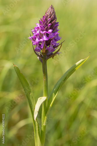 Fototapeta Naklejka Na Ścianę i Meble -  Southern marsh orchid (Dactylorhiza praetermissa). Plant in the family Orchidaceae in flower in British grassland