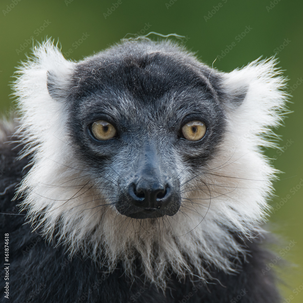 Portrait of black and white ruffed lemur at smooth background Portrait of black and white ruffed lemur at smooth background