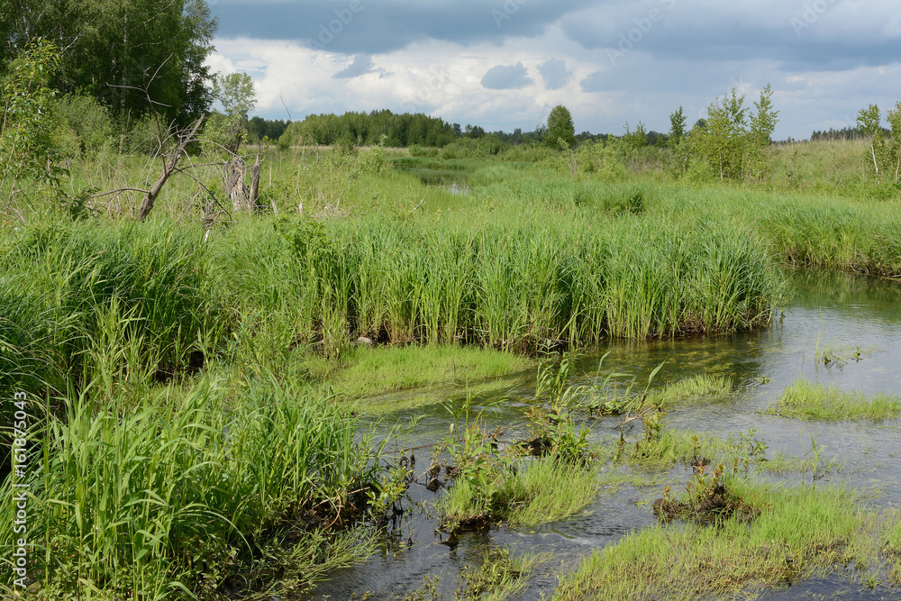 Overgrown with sedge shore of a small river Overgrown with sedge shore of a small river