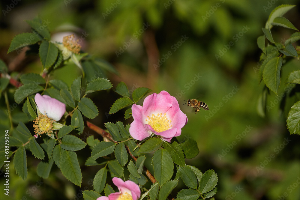 Obraz premium morning sunlight and the flying bee above the blooming rose