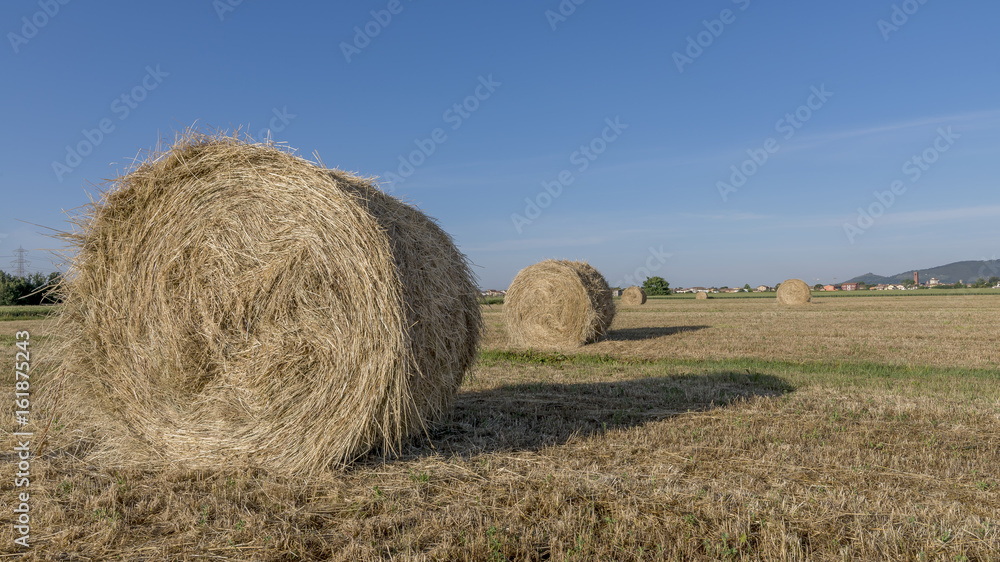 Beautiful round hay bales in the Tuscan countryside, Italy, in the summer season, with Bientina in the background