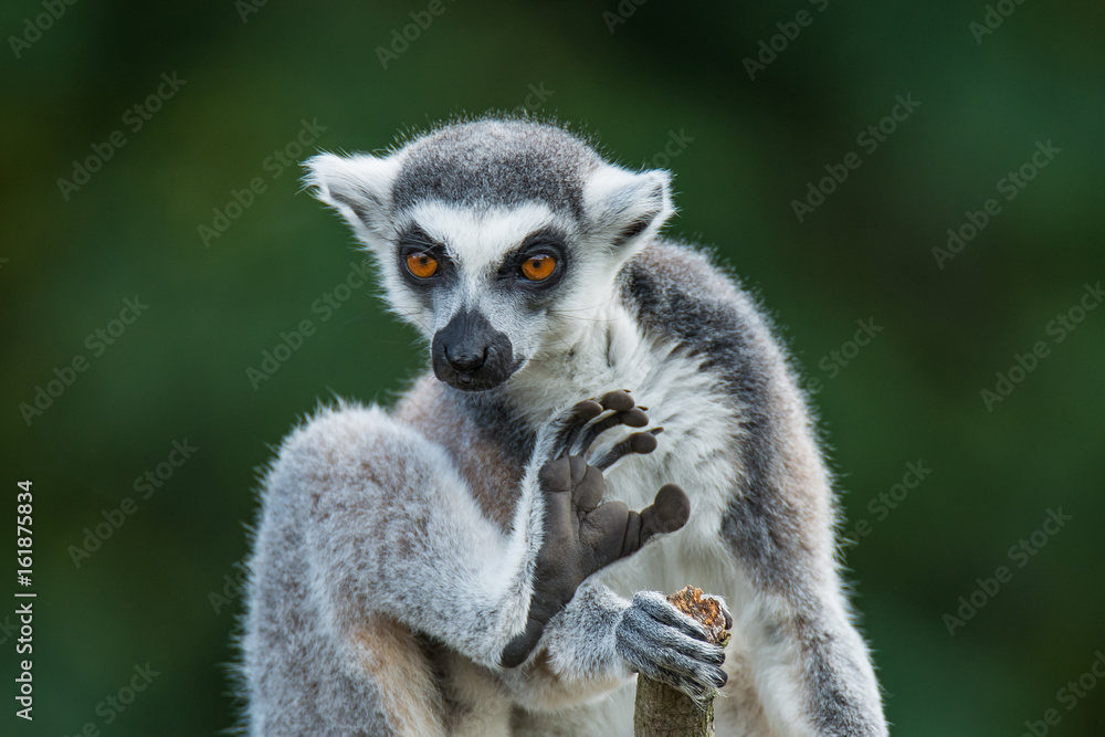 Obraz premium Portrait of ring-tailed Madagascar lemur at smooth background