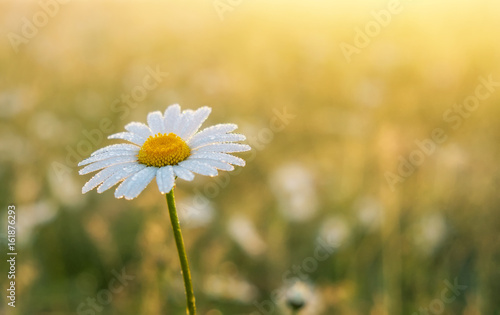 Fototapeta Naklejka Na Ścianę i Meble -  Closeup photo of a chamomile flower. Lonely daisy during sunset