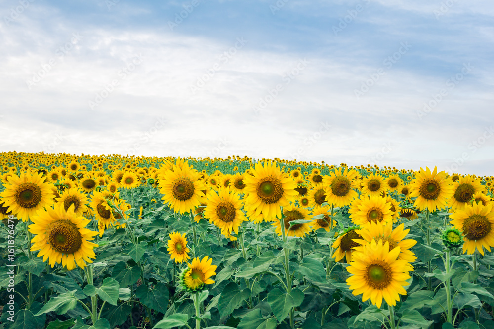 Fototapeta premium Beautiful landscape with sunflower field