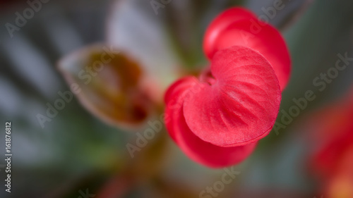 beating heart of life flower