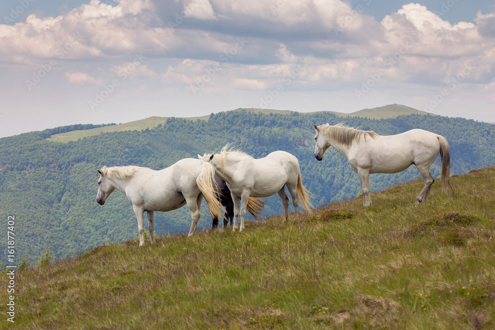Fototapeta premium Horses relaxing in the summer sun