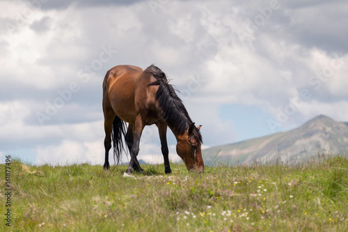 Fototapeta Naklejka Na Ścianę i Meble -  Horses relaxing in the summer sun