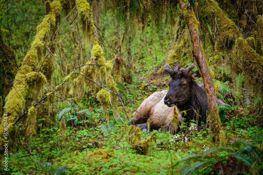 Large Elk, Hoh Rainforest in Olympic National Park Large Elk, Hoh Rainforest in Olympic National Park