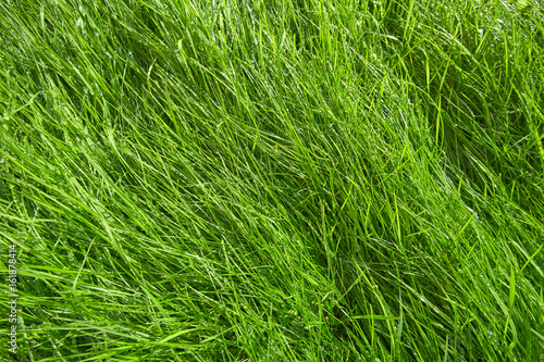 Green grass background after rain