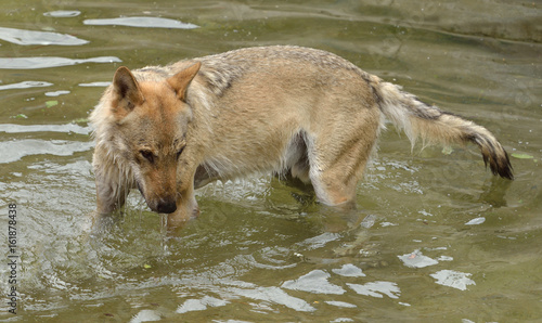 Funny and wet Eurasian wolf (Canis lupus lupus)  in water. © valeriyap