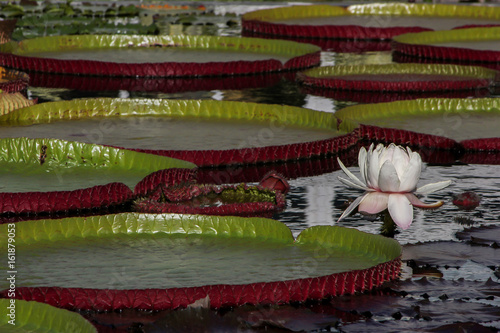 Lotus and large lily pads