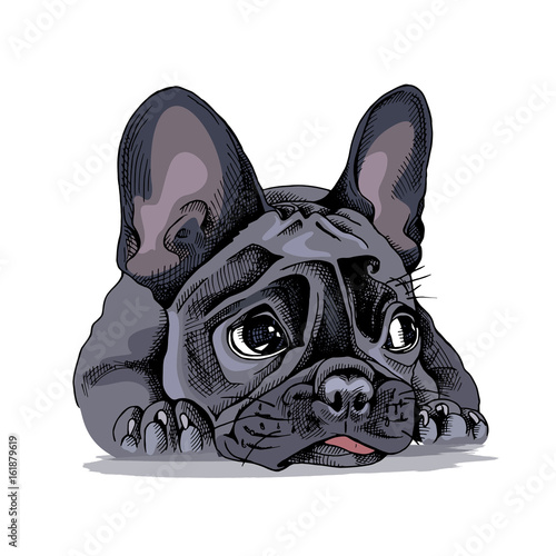 French bulldog Portrait. Vector illustration.