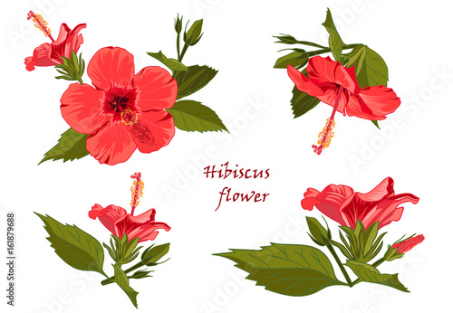 Set red hibiscus flower with leaves in realistic hand-drawn style