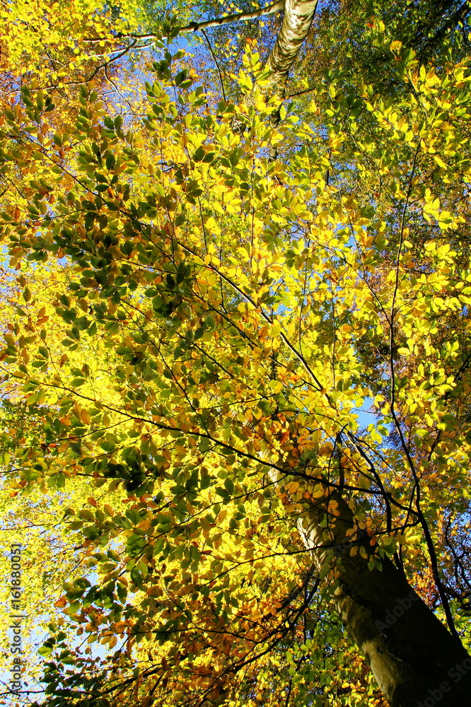 Rotbuche im Herbst mit gelb grünem Laub gesehen aus der Froschperspektive
Rotbuche im Herbst mit gelb grünem Laub gesehen aus der Froschperspektive
