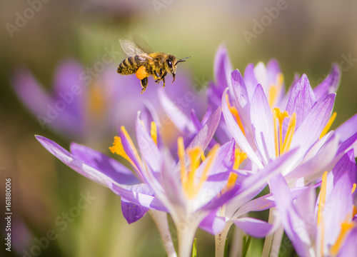 Flying honeybee pollinating a purple crocus flower