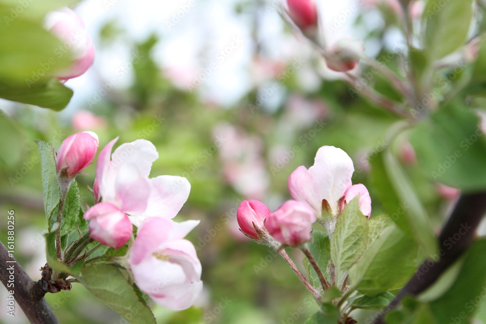 spring shoot of pink flower of apple tree spring shoot of pink flower of apple tree