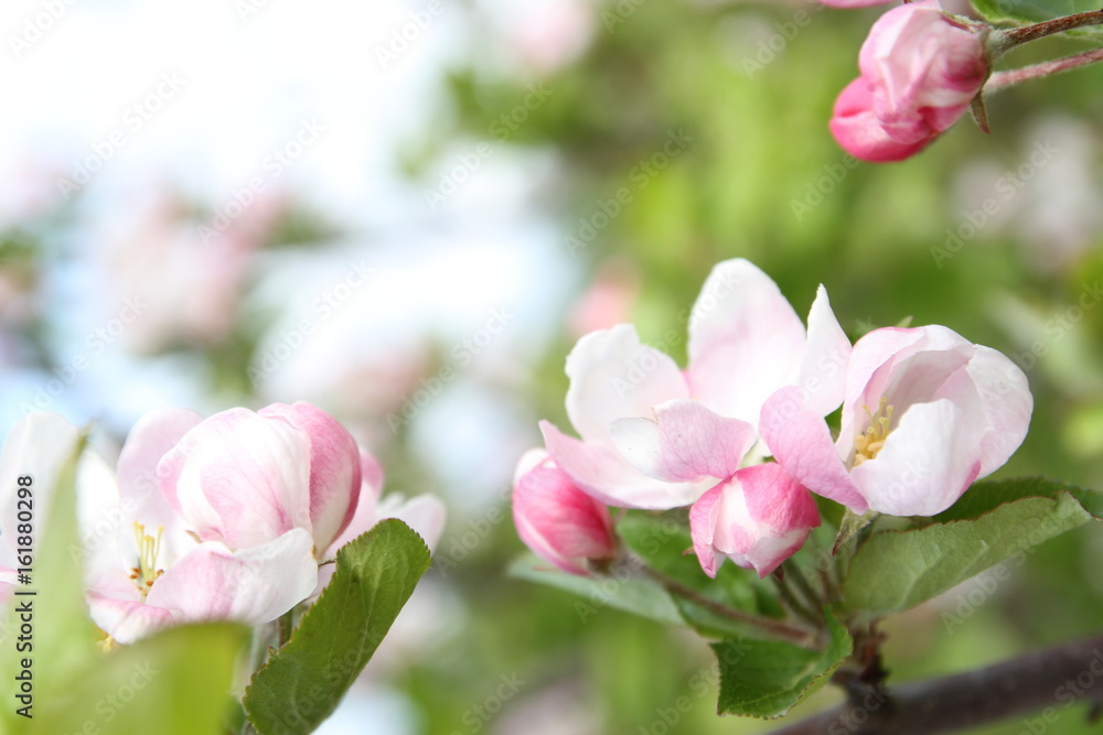 spring shoot of pink flower of apple tree spring shoot of pink flower of apple tree