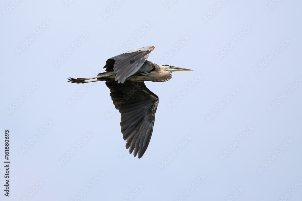 Obraz premium Great Blue Heron