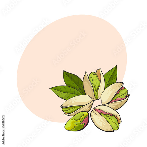 Group of pistachio nuts, shelled and unshelled, sketch style vector illustration with space for text. Realistic hand drawing of pistachio nuts with leaves