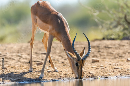 Animals in Madikwe South Africa photo