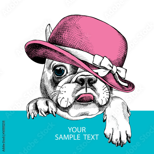 Card template with portrait of a French bulldog wearing pink Elegant women's hat with bow. Vector illustration.
