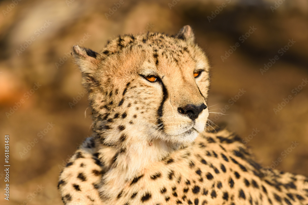 Animals in Madikwe South Africa Animals in Madikwe South Africa