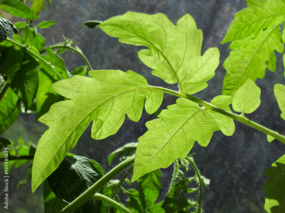 Green leaves against the backdrop of crowds. Green leaves against the backdrop of crowds.