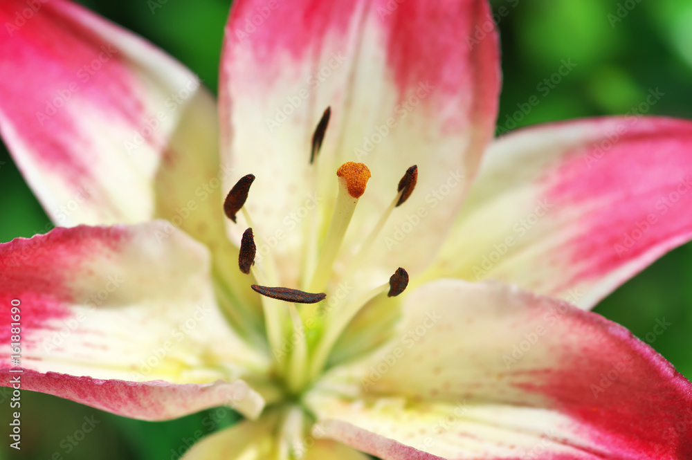 Macro close-up Pink Lily blooming flower. Macro close-up Pink Lily blooming flower.