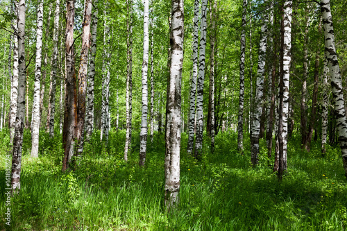 Birch forest on sunny day