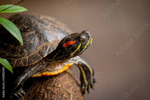 Fotografie reptile