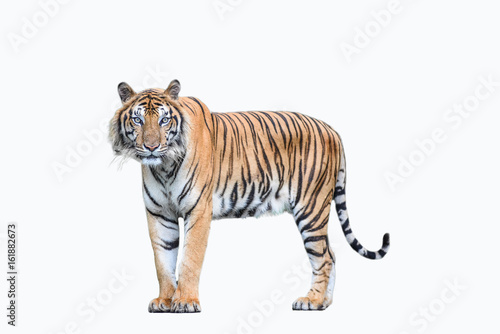 Fotobehang bengal tiger isolated