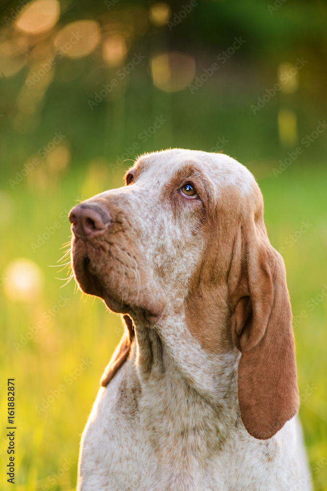 Bracco Italiano sitting in grass at summer sunset