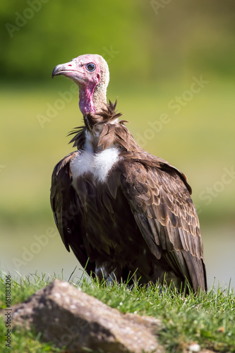 Hooded vulture. Critically endangered species of bird standing on grassy mound.